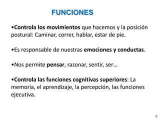 FUNCIONES
•Controla los movimientos que hacemos y la posición
postural: Caminar, correr, hablar, estar de pie.
•Es responsable de nuestras emociones y conductas.
•Nos permite pensar, razonar, sentir, ser…
•Controla las funciones cognitivas superiores: La
memoria, el aprendizaje, la percepción, las funciones
ejecutiva.
4
 