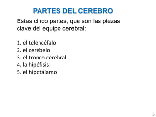 Estas cinco partes, que son las piezas
clave del equipo cerebral:
1. el telencéfalo
2. el cerebelo
3. el tronco cerebral
4. la hipófisis
5. el hipotálamo
PARTES DEL CEREBRO
5
 