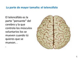La parte de mayor tamaño: el telencéfalo
El telencéfalo es la
parte "pensante" del
cerebro y la que
controla los músculos
voluntarios los se
mueven cuando tú
quieres que se
muevan. .
.
6
 