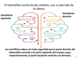 El telencéfalo consta de dos mitades, una a cada lado de
la cabeza.
Hemisferio
Izquierdo
Hemisferio
derecho
Los científicos saben con toda seguridad que la parte derecha del
telencéfalo controla a la parte izquierda del cuerpo y que,
respectivamente, la parte izquierda controla a la derecha. 7
 