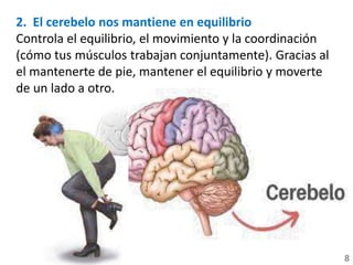 2. El cerebelo nos mantiene en equilibrio
Controla el equilibrio, el movimiento y la coordinación
(cómo tus músculos trabajan conjuntamente). Gracias al
el mantenerte de pie, mantener el equilibrio y moverte
de un lado a otro.
8
 