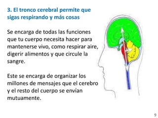 3. El tronco cerebral permite que
sigas respirando y más cosas
Se encarga de todas las funciones
que tu cuerpo necesita hacer para
mantenerse vivo, como respirar aire,
digerir alimentos y que circule la
sangre.
Este se encarga de organizar los
millones de mensajes que el cerebro
y el resto del cuerpo se envían
mutuamente.
9
 