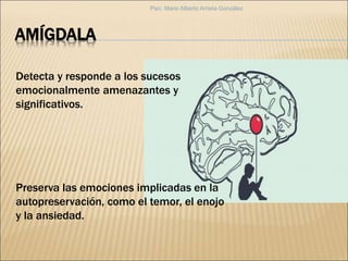AMÍGDALA
Detecta y responde a los sucesos
emocionalmente amenazantes y
significativos.
Preserva las emociones implicadas en la
autopreservación, como el temor, el enojo
y la ansiedad.
Psic. Mario Alberto Arrieta González
 
