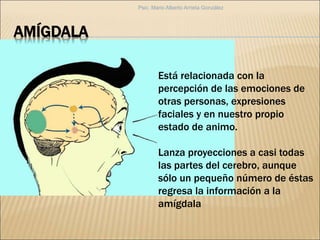 AMÍGDALA
Está relacionada con la
percepción de las emociones de
otras personas, expresiones
faciales y en nuestro propio
estado de animo.
Lanza proyecciones a casi todas
las partes del cerebro, aunque
sólo un pequeño número de éstas
regresa la información a la
amígdala
Psic. Mario Alberto Arrieta González
 