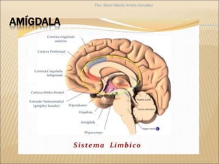 AMÍGDALA
Psic. Mario Alberto Arrieta González
 