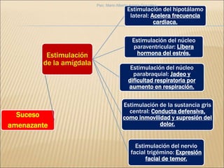 Suceso
amenazante
Estimulación
de la amígdala
Estimulación del hipotálamo
lateral: Acelera frecuencia
cardiaca.
Estimulación del núcleo
paraventricular: Libera
hormona del estrés.
Estimulación del núcleo
parabraquial: Jadeo y
dificultad respiratoria por
aumento en respiración.
Estimulación de la sustancia gris
central: Conducta defensiva,
como inmovilidad y supresión del
dolor.
Estimulación del nervio
facial trigémino: Expresión
facial de temor.
Psic. Mario Alberto Arrieta González
 