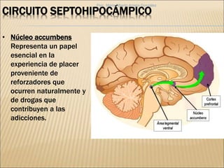 CIRCUITO SEPTOHIPOCÁMPICO
• Núcleo accumbens
Representa un papel
esencial en la
experiencia de placer
proveniente de
reforzadores que
ocurren naturalmente y
de drogas que
contribuyen a las
adicciones.
Psic. Mario Alberto Arrieta González
 