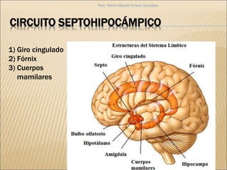 CIRCUITO SEPTOHIPOCÁMPICO
1) Giro cingulado
2) Fórnix
3) Cuerpos
mamilares
Psic. Mario Alberto Arrieta González
 