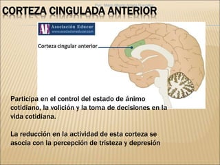 CORTEZA CINGULADA ANTERIOR
Participa en el control del estado de ánimo
cotidiano, la volición y la toma de decisiones en la
vida cotidiana.
La reducción en la actividad de esta corteza se
asocia con la percepción de tristeza y depresión
Psic. Mario Alberto Arrieta González
 