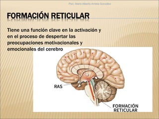 FORMACIÓN RETICULAR
Tiene una función clave en la activación y
en el proceso de despertar las
preocupaciones motivacionales y
emocionales del cerebro
Psic. Mario Alberto Arrieta González
 