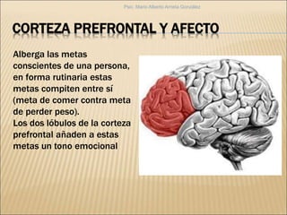 CORTEZA PREFRONTAL Y AFECTO
Alberga las metas
conscientes de una persona,
en forma rutinaria estas
metas compiten entre sí
(meta de comer contra meta
de perder peso).
Los dos lóbulos de la corteza
prefrontal añaden a estas
metas un tono emocional
Psic. Mario Alberto Arrieta González
 
