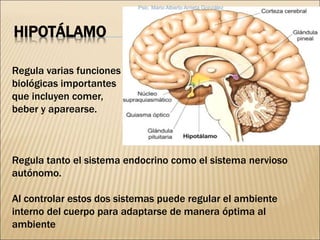 HIPOTÁLAMO
Regula varias funciones
biológicas importantes
que incluyen comer,
beber y aparearse.
Regula tanto el sistema endocrino como el sistema nervioso
autónomo.
Al controlar estos dos sistemas puede regular el ambiente
interno del cuerpo para adaptarse de manera óptima al
ambiente
Psic. Mario Alberto Arrieta González
 