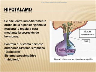 Se encuentra inmediatamente
arriba de la hipófisis “glándula
maestra” y regula a esta
mediante la secreción de
hormonas.
Controla al sistema nervioso
autónomo Sistema simpático
“Excitatorio”
Sistema parasimpático
“Inhibitorio”
HIPOTÁLAMO
Psic. Mario Alberto Arrieta González
 