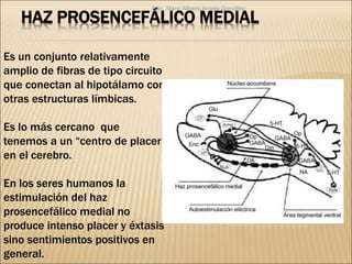 El Cerebro Motivado Y Emocional PPTX El Cerebro Motivado Y Emocional PPTX
