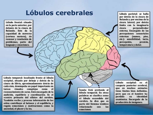 El cerebro rosangel crespo