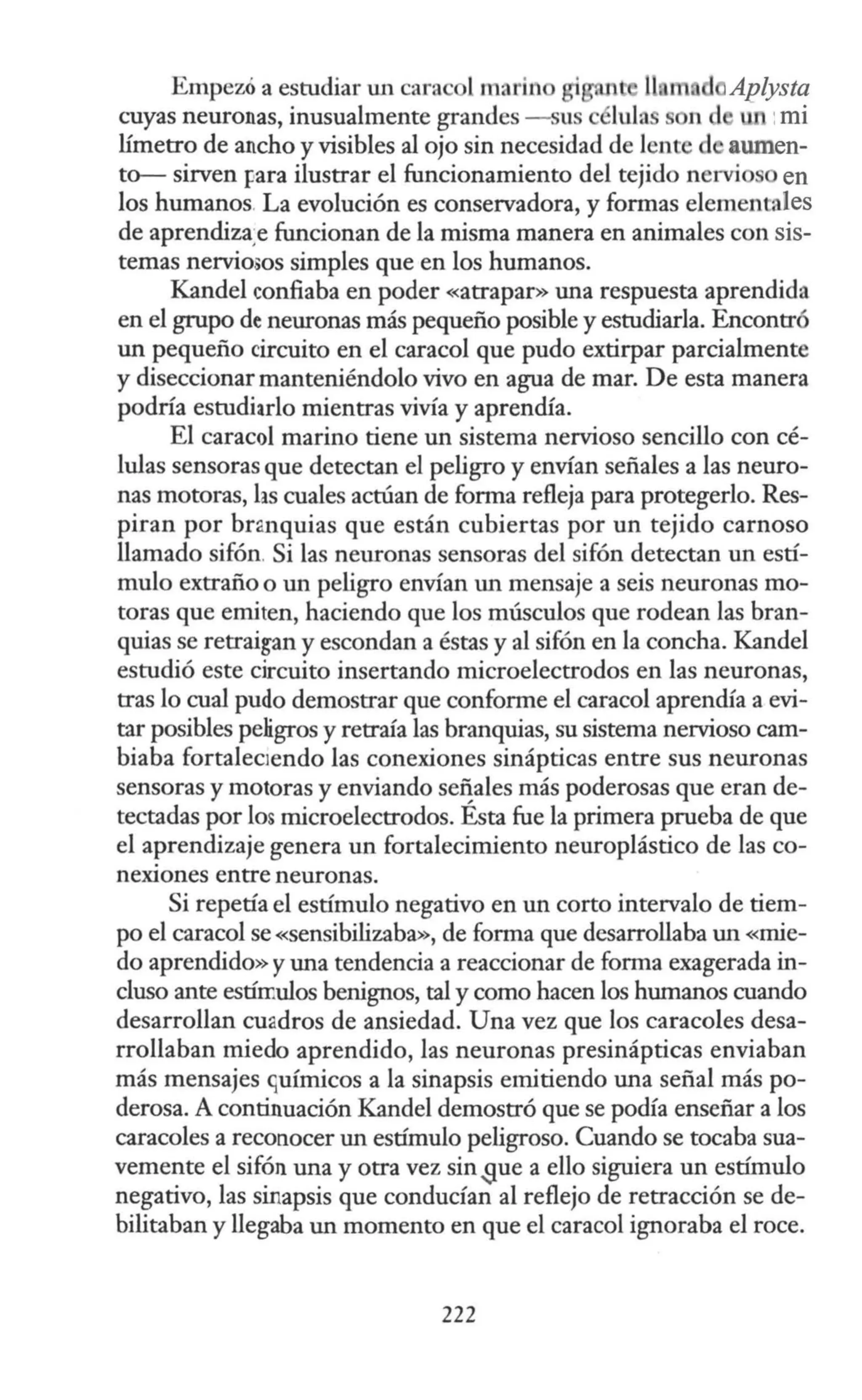 Empezó a estudiar un cara l marin ll m d Aplysta
cuyas neuronas, inusualmente grandes -sus lula n d :mi
límetro de ancho y visibles al ojo sin necesidad de lente d aumen-
to- sirven para ilustrar el funcionamiento del tejido nervi en
los humanos. La evolución es conservadora, y formas elementales
de aprendiza;e funcionan de la misma manera en animales con sis-
temas nervioms simples que en los humanos.
Kandel confiaba en poder «atrapar» una respuesta aprendida
en el grupo de neuronas más pequeño posible y estudiarla. Encontró
un pequeño circuito en el caracol que pudo extirpar parcialmente
y diseccionar manteniéndolo vivo en agua de mar. De esta manera
podría estudiarlo mientras vivía y aprendía.
El caracol marino tiene un sistema nervioso sencillo con cé-
lulas sensoras que detectan el peligro y envían señales a las neuro-
nas motoras, hs cuales actúan de forma refleja para protegerlo. Res-
piran por branquias que están cubiertas por un tejido carnoso
llamado sifón. Si las neuronas sensoras del sifón detectan un estí-
mulo extraño o un peligro envían un mensaje a seis neuronas mo-
toras que emiten, haciendo que los músculos que rodean las bran-
quias se retraigan y escondan a éstas y al sifón en la concha. Kandel
estudió este circuito insertando microelectrodos en las neuronas,
tras lo cual pudo demostrar que conforme el caracol aprendía a evi-
tar posibles peligros y retraía las branquias, su sistema nervioso cam-
biaba fortaleciendo las conexiones sinápticas entre sus neuronas
sensoras y motoras y enviando se~ales más poderosas que eran de-
tectadas por los microelectrodos. Esta fue la primera prueba de que
el aprendizaje genera un fortalecimiento neuroplástico de lasco-
nexiones entre neuronas.
Si repetía el estímulo negativo en un corto intervalo de tiem-
po el caracol se «sensibilizaba», de forma que desarrollaba un «mie-
do aprendido» y una tendencia a reaccionar de forma exagerada in-
cluso ante estímulos benignos, tal y como hacen los humanos cuando
desarrollan cuadros de ansiedad. Una vez que los caracoles desa-
rrollaban miedo aprendido, las neuronas presinápticas enviaban
más mensajes G
uímicos a la sinapsis emitiendo una señal más po-
derosa. A continuación Kandel demostró que se podía enseñar a los
caracoles a reconocer un estímulo peligroso. Cuando se tocaba sua-
vemente el sifón una y otra vez sin.gue a ello siguiera un estímulo
negativo, las sinapsis que conducían al reflejo de retracción se de-
bilitaban y llegaba un momento en que el caracol ignoraba el roce.
222
 