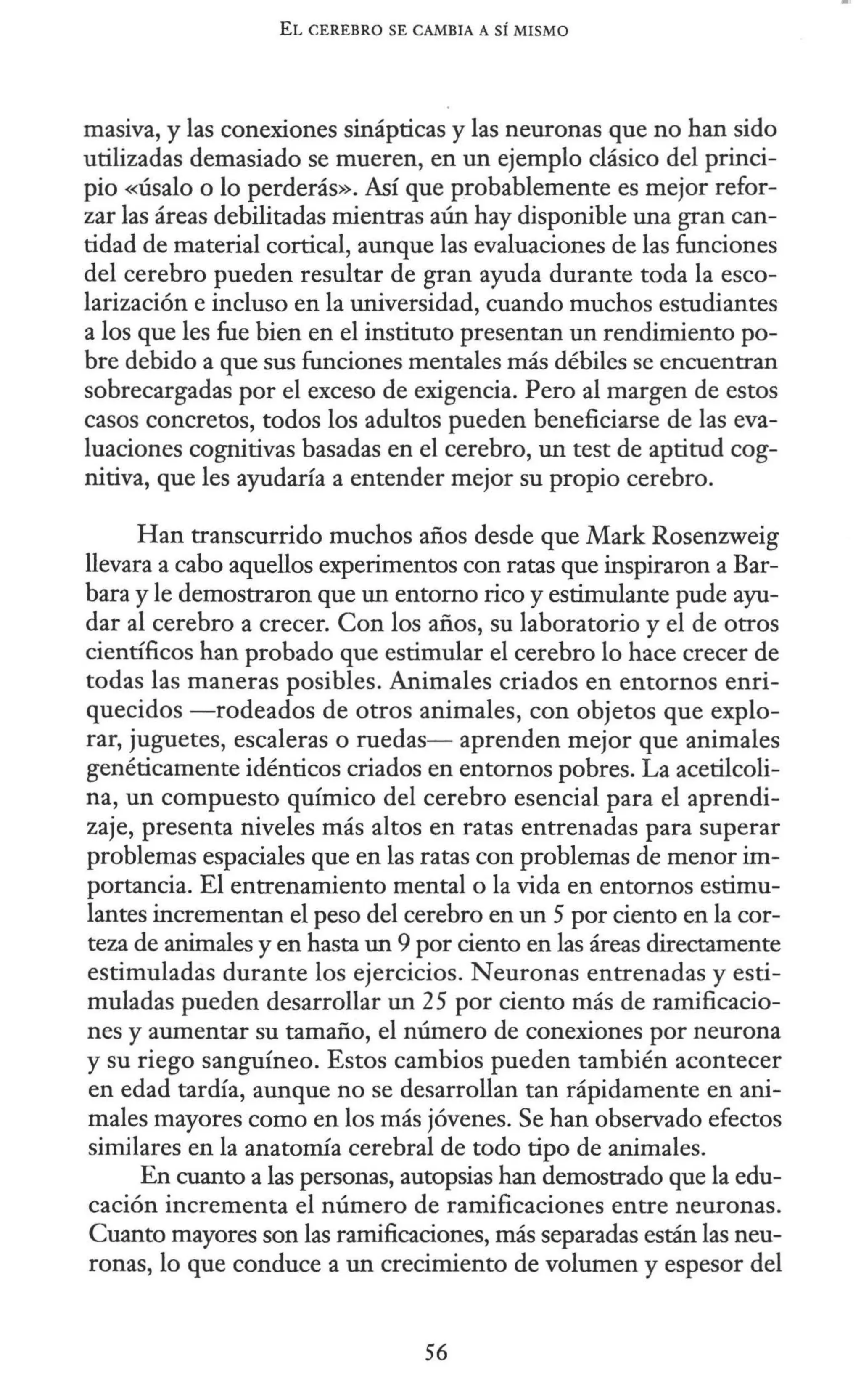 EL CEREBRO SE CAMBIA A SÍ MISMO
masiva, y las conexiones sinápticas y las neuronas que no han sido
utilizadas demasiado se mueren, en un ejemplo clásico del princi-
pio «Úsalo o lo perderás». Así que probablemente es mejor refor-
zar las áreas debilitadas mientras aún hay disponible una gran can-
tidad de material cortical, aunque las evaluaciones de las funciones
del cerebro pueden resultar de gran ayuda durante toda la esco-
larización e incluso en la universidad, cuando muchos estudiantes
a los que les fue bien en el instituto presentan un rendimiento po-
bre debido a que sus funciones mentales más débiles se encuentran
sobrecargadas por el exceso de exigencia. Pero al margen de estos
casos concretos, todos los adultos pueden beneficiarse de las eva-
luaciones cognitivas basadas en el cerebro, un test de aptitud cog-
nitiva, que les ayudaría a entender mejor su propio cerebro.
Han transcurrido muchos años desde que Mark Rosenzweig
llevara a cabo aquellos experimentos con ratas que inspiraron a Bar-
bara y le demostraron que un entorno rico y estimulante pude ayu-
dar al cerebro a crecer. Con los años, su laboratorio y el de otros
científicos han probado que estimular el cerebro lo hace crecer de
todas las maneras posibles. Animales criados en entornos enri-
quecidos -rodeados de otros animales, con objetos que explo-
rar, juguetes, escaleras o ruedas- aprenden mejor que animales
genéticamente idénticos criados en entornos pobres. La acetilcoli-
na, un compuesto químico del cerebro esencial para el aprendi-
zaje, presenta niveles más altos en ratas entrenadas para superar
problemas espaciales que en las ratas con problemas de menor im-
portancia. El entrenamiento mental o la vida en entornos estimu-
lantes incrementan el peso del cerebro en un 5 por ciento en la cor-
teza de animales y en hasta un 9 por ciento en las áreas directamente
estimuladas durante los ejercicios. Neuronas entrenadas y esti-
muladas pueden desarrollar un 25 por ciento más de ramificacio-
nes y aumentar su tamaño, el número de conexiones por neurona
y su riego sanguíneo. Estos cambios pueden también acontecer
en edad tardía, aunque no se desarrollan tan rápidamente en ani-
males mayores como en los más jóvenes. Se han observado efectos
similares en la anatonúa cerebral de todo tipo de animales.
En cuanto a las personas, autopsias han demostrado que la edu-
cación incrementa el número de ramificaciones entre neuronas.
Cuanto mayores son las ramificaciones, más separadas están las neu-
ronas, lo que conduce a un crecimiento de volumen y espesor del
56
 