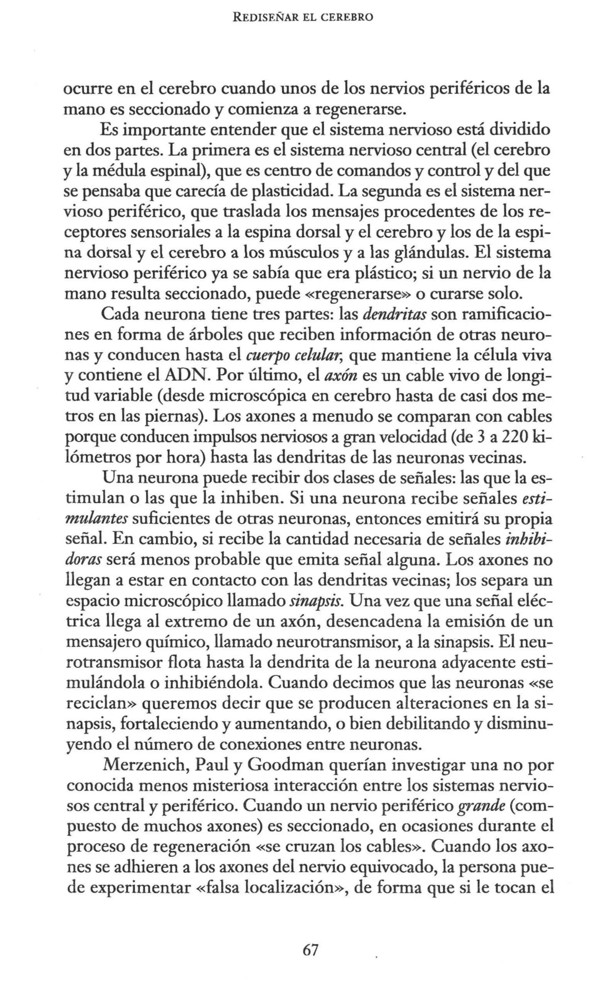 REDISEÑAR EL CEREBRO
ocurre en el cerebro cuando unos de los nervios periféricos de la
mano es seccionado y comienza a regenerarse.
Es importante entender que el sistema nervioso está dividido
en dos partes. La primera es el sistema nervioso central (el cerebro
y la médula espinal), que es centro de comandos y control y del que
se pensaba que carecía de plasticidad. La segunda es el sistema ner-
vioso periférico, que traslada los mensajes procedentes de los re-
ceptores sensoriales a la espina dorsal y el cerebro y los de la espi-
na dorsal y el cerebro a los músculos y a las glándulas. El sistema
nervioso periférico ya se sabía que era plástico; si un nervio de la
mano resulta seccionado, puede «regenerarse>> o curarse solo.
Cada neurona tiene tres partes: las dendritas son ramificacio-
nes en forma de árboles que reciben información de otras neuro-
nas y conducen hasta el cuerpo celular, que mantiene la célula viva
y contiene el ADN. Por último, el axón es un cable vivo de longi-
tud variable (desde microscópica en cerebro hasta de casi dos me-
tros en las piernas). Los axones a menudo se comparan con cables
porque conducen impulsos nerviosos a gran velocidad (de 3 a 220 ki-
lómetros por hora) hasta las dendritas de las neuronas vecinas.
Una neurona puede recibir dos clases de señales: las que la es-
timulan o las que la inhiben. Si una neurona recibe señales esti-
mulantes suficientes de otras neuronas, entonces emitirá su propia
señal. En cambio, si recibe la cantidad necesaria de señales inhibi-
doras será menos probable que emita señal alguna. Los axones no
llegan a estar en contacto con las dendritas vecinas; los separa un
espacio microscópico llamado sinapsis. Una vez que una señal eléc-
trica llega al extremo de un axón, desencadena la emisión de un
mensajero químico, llamado neurotransmisor, a la sinapsis. El neu-
rotransmisor flota hasta la dendrita de la neurona adyacente esti-
mulándola o inhibiéndola. Cuando decimos que las neuronas «Se
reciclan» queremos decir que se producen alteraciones en la si-
napsis, fortaleciendo y aumentando, o bien debilitando y disminu-
yendo el número de conexiones entre neuronas.
Merzenich, Paul y Goodman querían investigar una no por
conocida menos misteriosa interacción entre los sistemas nervio-
sos central y periférico. Cuando un nervio periférico grande (com-
puesto de muchos axones) es seccionado, en ocasiones durante el
proceso de regeneración «se cruzan los cables». Cuando los axo-
nes se adhieren a los axones del nervio equivocado, la persona pue-
de experimentar «falsa localización», de forma que si le tocan el
67
 