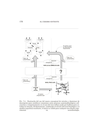 176 EL CEREBRO SINTIENTE
Condición Condición
Asocia
Acumula Olvida
Salida Salida
i
ji
j
El camino usual
en Neurociencia
Experimental
?
Inyec. de
conocimientoInyec. de
conocimiento
Lenguaje
de
señales
Inyec. de
conocimiento
El camino
propuesto aquí
reducción
emergencia
reducción
emergencia
NIVEL de los SÍMBOLOS (NS)
NIVEL FÍSICO (NF)
FIG. 7.4. Ilustración del uso del marco conceptual de «niveles y dominios» de
descripción para establecer conexiones entre procesos anatomofisiológicos sub-
yacentes y comportamiento en el caso del arco reflejo usado por LeDoux para es-
tudiar la emoción. Evidentemente, cambiando el circuito del nivel fisiológico y el
modelo esqueletal resultante, el marco es válido para cualquier otro diseño expe-
rimental en neurofisiología.
 