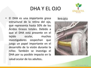 DHA Y EL OJO
• El DHA es una importante grasa
estructural de la retina del ojo,
que representa hasta 50% de los
Ácidos Grasos totales. Debido a
que el DHA está presente en el
tejido ocular, muchos
investigadores sospechan que
juega un papel importante en el
desarrollo de la visión durante la
niñez. También se investiga el
DHA por su posible impacto en la
salud ocular de los adultos.
 