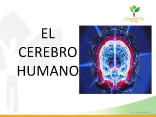 EL
CEREBRO
HUMANO
 