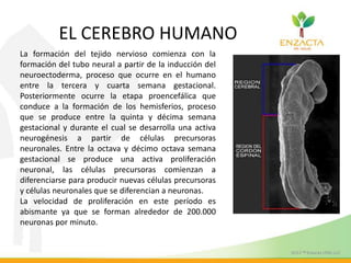 La formación del tejido nervioso comienza con la
formación del tubo neural a partir de la inducción del
neuroectoderma, proceso que ocurre en el humano
entre la tercera y cuarta semana gestacional.
Posteriormente ocurre la etapa proencefálica que
conduce a la formación de los hemisferios, proceso
que se produce entre la quinta y décima semana
gestacional y durante el cual se desarrolla una activa
neurogénesis a partir de células precursoras
neuronales. Entre la octava y décimo octava semana
gestacional se produce una activa proliferación
neuronal, las células precursoras comienzan a
diferenciarse para producir nuevas células precursoras
y células neuronales que se diferencian a neuronas.
La velocidad de proliferación en este período es
abismante ya que se forman alrededor de 200.000
neuronas por minuto.
EL CEREBRO HUMANO
 