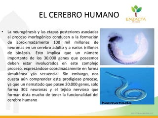 • La neurogénesis y las etapas posteriores asociadas
al proceso morfogénico conducen a la formación
de aproximadamente 100 mil millones de
neuronas en un cerebro adulto y a varios trillones
de sinápsis. Esto implica que un número
importante de los 30.000 genes que poseemos
deben estar involucrados en este complejo
proceso, expresándose coordinadamente en forma
simultánea y/o secuencial. Sin embargo, nos
cuesta aún comprender este prodigioso proceso,
ya que un nematodo que posee 20.000 genes, solo
forma 302 neuronas y el tejido nervioso que
forman dista mucho de tener la funcionalidad del
cerebro humano
EL CEREBRO HUMANO
 