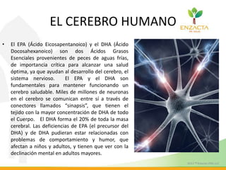 EL CEREBRO HUMANO
• El EPA (Ácido Eicosapentanoico) y el DHA (Ácido
Docosahexanoico) son dos Ácidos Grasos
Esenciales provenientes de peces de aguas frías,
de importancia crítica para alcanzar una salud
óptima, ya que ayudan al desarrollo del cerebro, el
sistema nervioso. El EPA y el DHA son
fundamentales para mantener funcionando un
cerebro saludable. Miles de millones de neuronas
en el cerebro se comunican entre sí a través de
conectores llamados “sinapsis”, que tienen el
tejido con la mayor concentración de DHA de todo
el Cuerpo. El DHA forma el 20% de toda la masa
cerebral. Las deficiencias de EPA (el precursor del
DHA) y de DHA pudieran estar relacionadas con
problemas de comportamiento y humor, que
afectan a niños y adultos, y tienen que ver con la
declinación mental en adultos mayores.
 