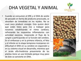 DHA VEGETAL Y ANIMAL
• Cuando se consumen el EPA y el DHA de aceite
de pescado en forma de producto procesado, se
absorben de inmediato en los tejidos. No se
usan para producir energía. Esto quiere decir
que están listos para irse a trabajar para
nosotros estabilizando el ritmo cardíaco,
refrenando las respuestas inflamatorias con
actividad excesiva, mejorando el flujo de la
sangre y participando en la función del cerebro.
En el embarazo y en la primera infancia, el feto
y el infante en la etapa temprana incorporan sin
dificultad el DHA en su cerebro en expansión y
en su sistema visual en desarrollo, mientras que
el ácido alfa-linolénico proveniente de las
plantas tiene un uso limitado porque muy poco
de éste se convierte en DHA.
 