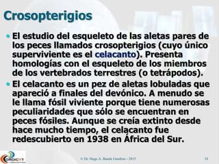 Crosopterigios
 El estudio del esqueleto de las aletas pares de
los peces llamados crosopterigios (cuyo único
superviviente es el celacanto). Presenta
homologías con el esqueleto de los miembros
de los vertebrados terrestres (o tetrápodos).
 El celacanto es un pez de aletas lobuladas que
apareció a finales del devónico. A menudo se
le llama fósil viviente porque tiene numerosas
peculiaridades que sólo se encuentran en
peces fósiles. Aunque se creía extinto desde
hace mucho tiempo, el celacanto fue
redescubierto en 1938 en África del Sur.
© Dr. Hugo A. Banda Gamboa - 2015 10
 