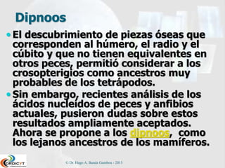 Dipnoos
 El descubrimiento de piezas óseas que
corresponden al húmero, el radio y el
cúbito y que no tienen equivalentes en
otros peces, permitió considerar a los
crosopterigios como ancestros muy
probables de los tetrápodos.
 Sin embargo, recientes análisis de los
ácidos nucleídos de peces y anfibios
actuales, pusieron dudas sobre estos
resultados ampliamente aceptados.
Ahora se propone a los dipnoos, como
los lejanos ancestros de los mamíferos.
© Dr. Hugo A. Banda Gamboa - 2015
 