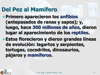 Del Pez al Mamífero
 Primero aparecieron los anfibios
(antepasados de ranas y sapos); y,
luego, hace 300 millones de años, dieron
lugar al aparecimiento de los reptiles.
 Estos florecieron y dieron grandes líneas
de evolución: lagartos y serpientes,
tortugas, cocodrilos, dinosaurios,
pájaros y mamíferos.
© Dr. Hugo A. Banda Gamboa - 2015 12
 