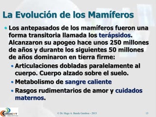La Evolución de los Mamíferos
 Los antepasados de los mamíferos fueron una
forma transitoria llamada los terápsidos.
Alcanzaron su apogeo hace unos 250 millones
de años y durante los siguientes 50 millones
de años dominaron en tierra firme:
 Articulaciones dobladas paralelamente al
cuerpo. Cuerpo alzado sobre el suelo.
 Metabolismo de sangre caliente
 Rasgos rudimentarios de amor y cuidados
maternos.
© Dr. Hugo A. Banda Gamboa - 2015 13
 
