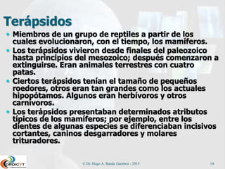 Terápsidos
 Miembros de un grupo de reptiles a partir de los
cuales evolucionaron, con el tiempo, los mamíferos.
 Los terápsidos vivieron desde finales del paleozoico
hasta principios del mesozoico; después comenzaron a
extinguirse. Eran animales terrestres con cuatro
patas.
 Ciertos terápsidos tenían el tamaño de pequeños
roedores, otros eran tan grandes como los actuales
hipopótamos. Algunos eran herbívoros y otros
carnívoros.
 Los terápsidos presentaban determinados atributos
típicos de los mamíferos; por ejemplo, entre los
dientes de algunas especies se diferenciaban incisivos
cortantes, caninos desgarradores y molares
trituradores.
© Dr. Hugo A. Banda Gamboa - 2015 14
 