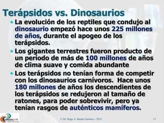 Terápsidos vs. Dinosaurios
 La evolución de los reptiles que condujo al
dinosaurio empezó hace unos 225 millones
de años, durante el apogeo de los
terápsidos.
 Los gigantes terrestres fueron producto de
un período de más de 100 millones de años
de clima suave y comida abundante
 Los terápsidos no tenían forma de competir
con los dinosaurios carnívoros. Hace unos
180 millones de años los descendientes de
los terápsidos se redujeron al tamaño de
ratones, para poder sobrevivir, pero ya
tenían rasgos de auténticos mamíferos.
© Dr. Hugo A. Banda Gamboa - 2015 15
 