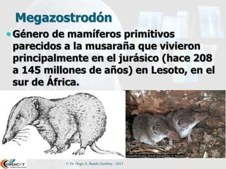 Megazostrodón
 Género de mamíferos primitivos
parecidos a la musaraña que vivieron
principalmente en el jurásico (hace 208
a 145 millones de años) en Lesoto, en el
sur de África.
© Dr. Hugo A. Banda Gamboa - 2015
 