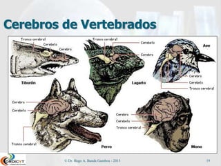 Cerebros de Vertebrados
© Dr. Hugo A. Banda Gamboa - 2015 19
 