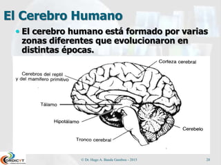 El Cerebro Humano
 El cerebro humano está formado por varias
zonas diferentes que evolucionaron en
distintas épocas.
© Dr. Hugo A. Banda Gamboa - 2015 20
 