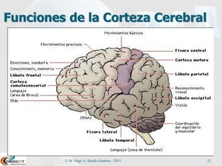 Funciones de la Corteza Cerebral
© Dr. Hugo A. Banda Gamboa - 2015 21
 
