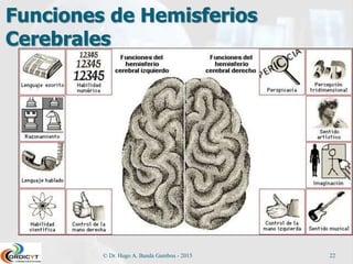 Funciones de Hemisferios
Cerebrales
© Dr. Hugo A. Banda Gamboa - 2015 22
 