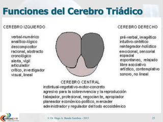 Funciones del Cerebro Triádico
© Dr. Hugo A. Banda Gamboa - 2015 25
 