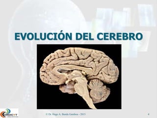 EVOLUCIÓN DEL CEREBRO
© Dr. Hugo A. Banda Gamboa - 2015 4
 