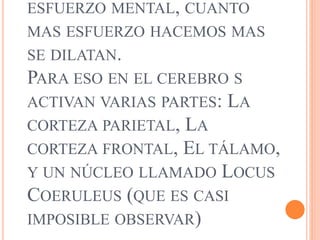 ESFUERZO MENTAL, CUANTO
MAS ESFUERZO HACEMOS MAS
SE DILATAN.
PARA ESO EN EL CEREBRO S
ACTIVAN VARIAS PARTES: LA
CORTEZA PARIETAL, LA
CORTEZA FRONTAL, EL TÁLAMO,
Y UN NÚCLEO LLAMADO LOCUS
COERULEUS (QUE ES CASI
IMPOSIBLE OBSERVAR)
 