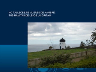 NO TALLECES.TE MUERES DE HAMBRE,
TUS RAMITAS DE LEJOS LO GRITAN.
 
