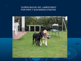 .
    VIVIRÁS MUCHO ASÍ, LAMENTANDO
    POR PAPA Y SUS MANOS ATENTAS.
 