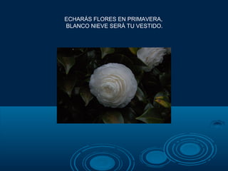 ECHARÁS FLORES EN PRIMAVERA,
BLANCO NIEVE SERÁ TU VESTIDO.
 
