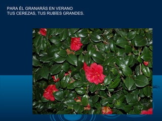 PARA ÉL GRANARÁS EN VERANO
TUS CEREZAS, TUS RUBÍES GRANDES.
 
