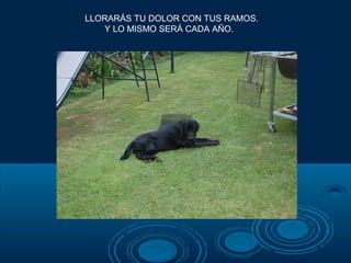 LLORARÁS TU DOLOR CON TUS RAMOS.
   Y LO MISMO SERÁ CADA AÑO.
 