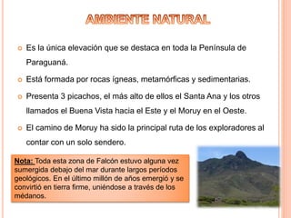  Es la única elevación que se destaca en toda la Península de
Paraguaná.
 Está formada por rocas ígneas, metamórficas y sedimentarias.
 Presenta 3 picachos, el más alto de ellos el Santa Ana y los otros
llamados el Buena Vista hacia el Este y el Moruy en el Oeste.
 El camino de Moruy ha sido la principal ruta de los exploradores al
contar con un solo sendero.
Nota: Toda esta zona de Falcón estuvo alguna vez
sumergida debajo del mar durante largos períodos
geológicos. En el último millón de años emergió y se
convirtió en tierra firme, uniéndose a través de los
médanos.
 