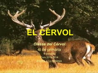 EL CÉRVOL
Classe del Cérvol
4t de primària
1r trimestre
Curs 2013-2014

ESCOLA LLORIANA

 